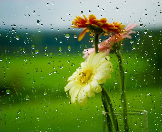 DESZCZ PADA - deszcz i kwiaty.jpg