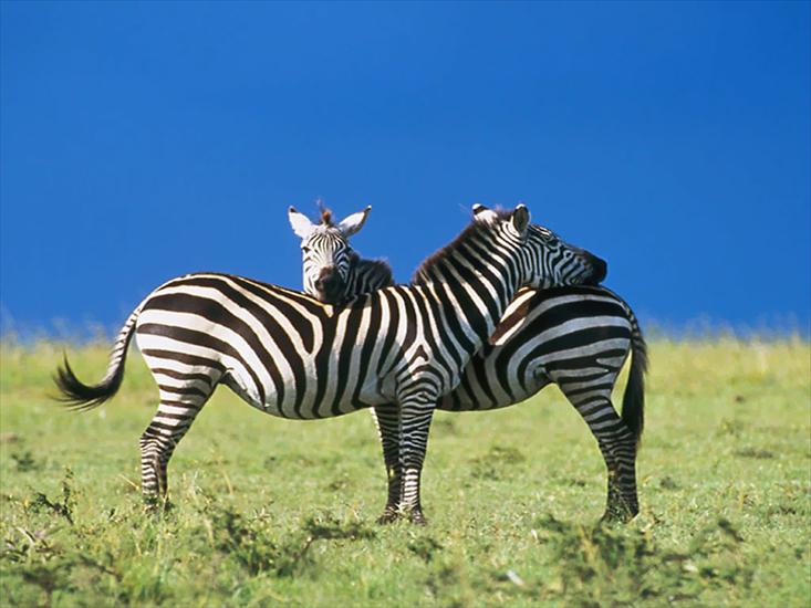 różne zwierzęta - zebra.jpg