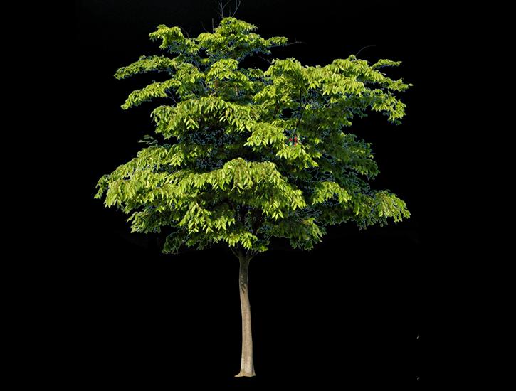 Drzewa photoshop PNG - T21974.png