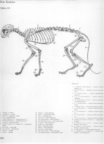 atlas anatomii-tułów - 180.jpg
