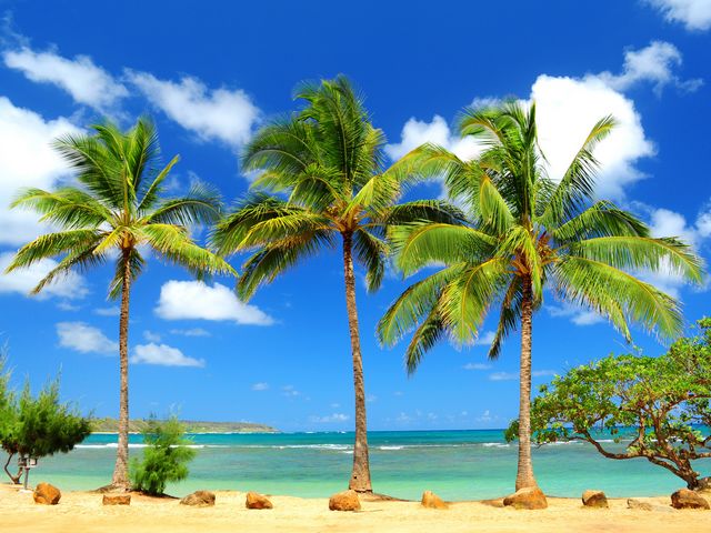 640x480 Tapety Android - Anahola Palms, Kauai, Hawaii.jpg