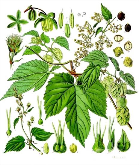 zioła1 - Humulus Lupulus L. - Chmiel zwyczajny Lupulina.jpg