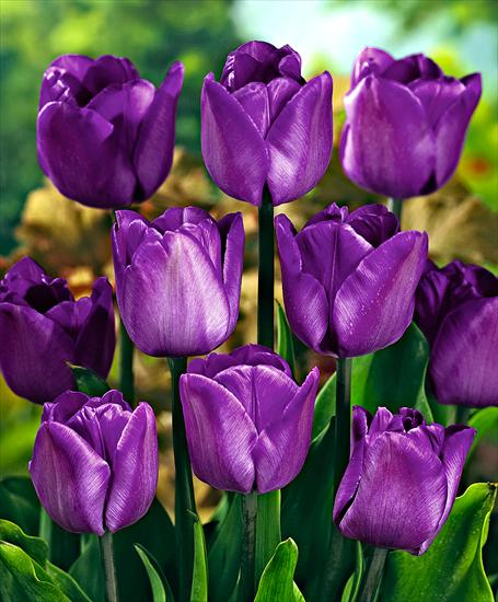 gatunki - Tulipan Magic Lavender.jpg