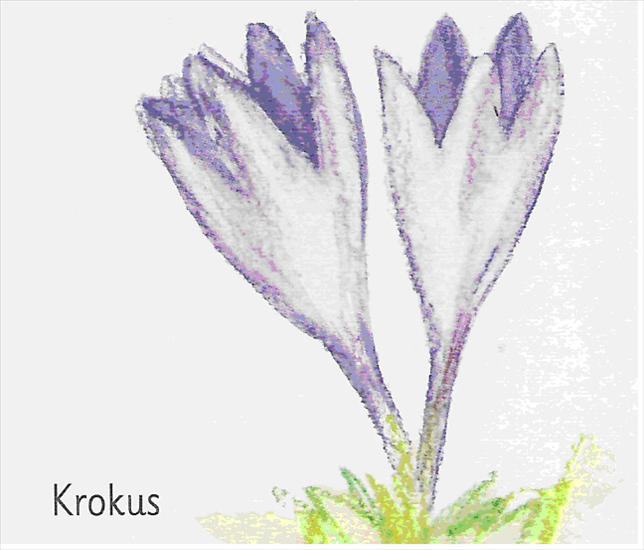 kwiaty - krokus.bmp.jpg