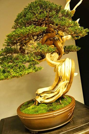   bonsai - najpiękniejsze drzewka - c36c7fa52ea19dd646cbe62ceb14fd4c.jpg