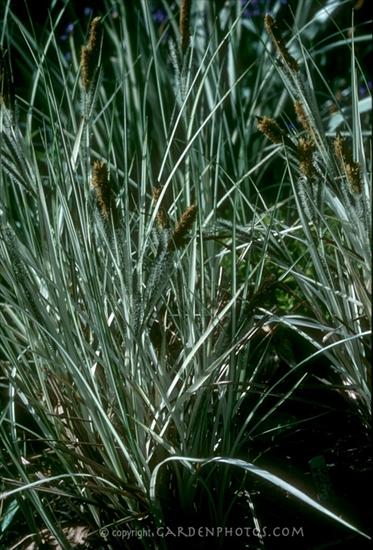 trawy - Carex riparia Variegata.jpg
