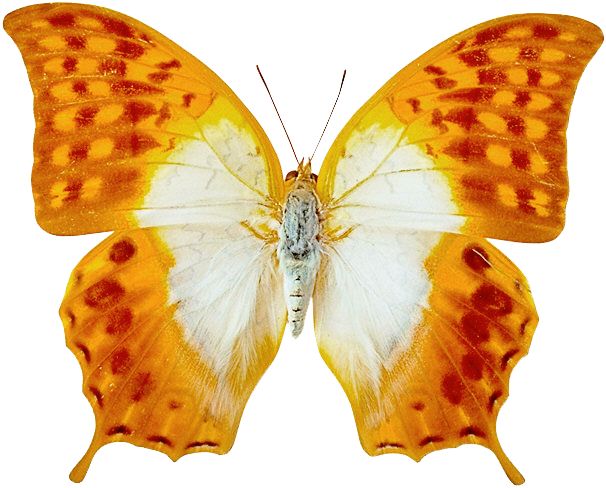 Motyle - motylek182.jpg