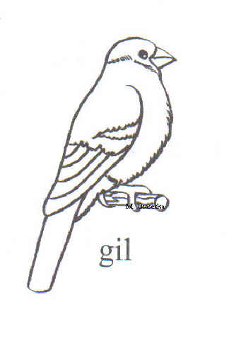ptaki kolorowanka - gil1.jpg