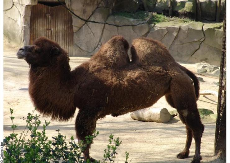 Zwierzęta - kamel-7786.jpg