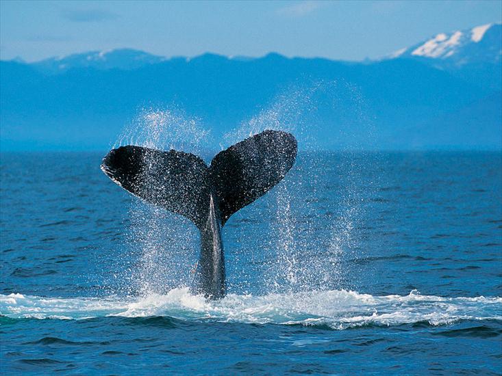 tapety2 - Humpback Whale.jpg