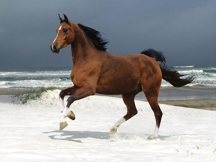 Konie - horse.jpg