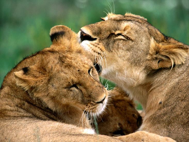 Dzikie koty - Bathing, African Lions.jpg