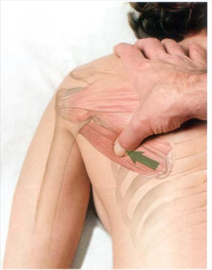 Anatomia masażu - 4-30.JPG