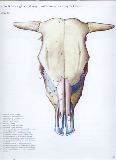 Atlas anatomii-głowa i szyja - 21.jpg