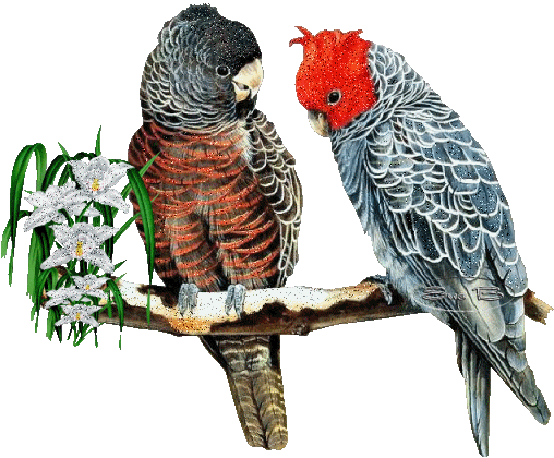  gify-zwierzeta i png  - dwie-papugi-brokatowe.gif