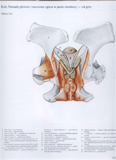 atlas anatomii topograficznej-miednica i kończyny - 147.jpg
