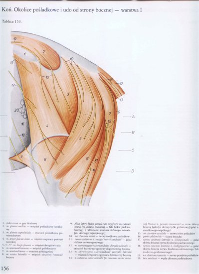 atlas anatomii topograficznej-miednica i kończyny - 150.jpg