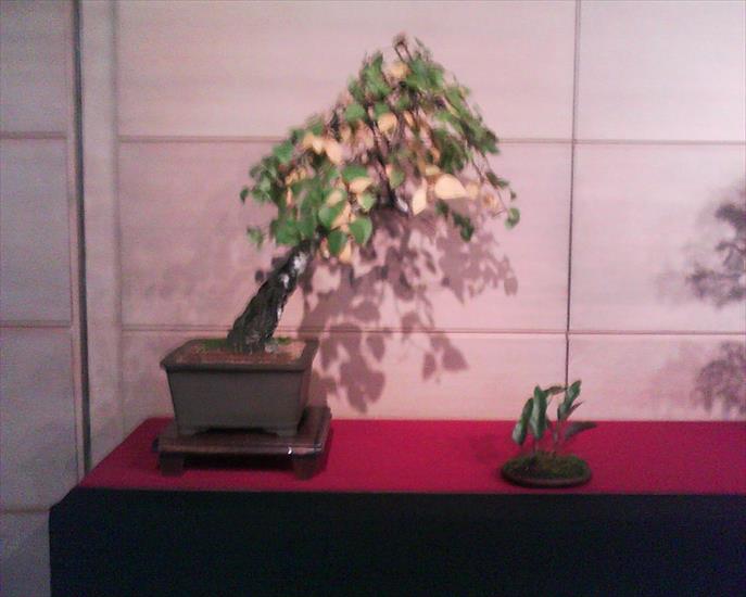 Drzewko Bonsai - Brzozowe bonsai.jpg