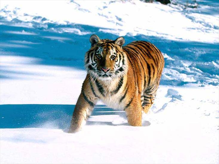 różne zwierzęta - tygrys2.jpg