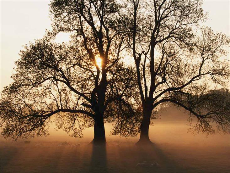 pejzaże widoki - Tree.jpg