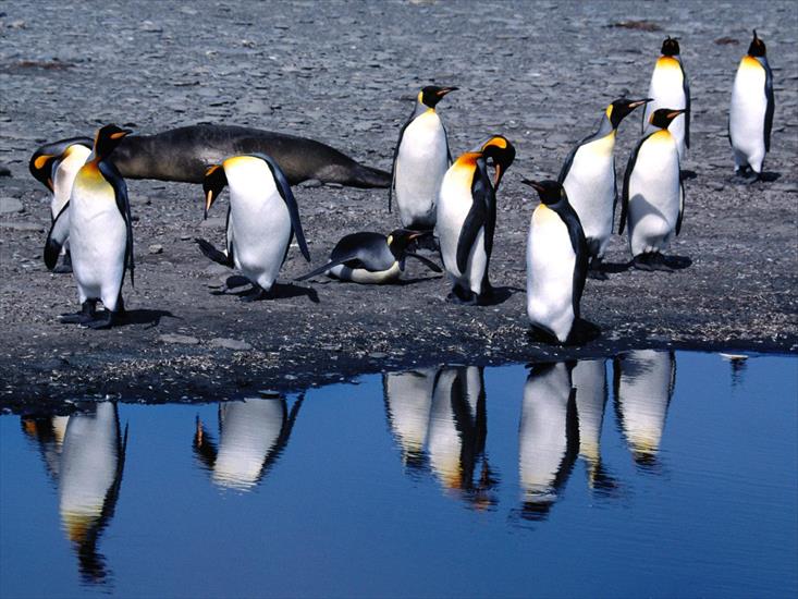 Zwierzęta - Copies, King Penguin.jpg