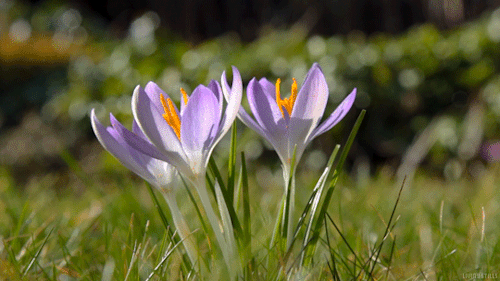 1.Wiosenna - spring-nature-gif-20.gif