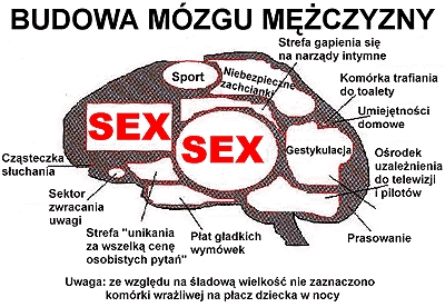 dyplpmy - mózg męski.jpg