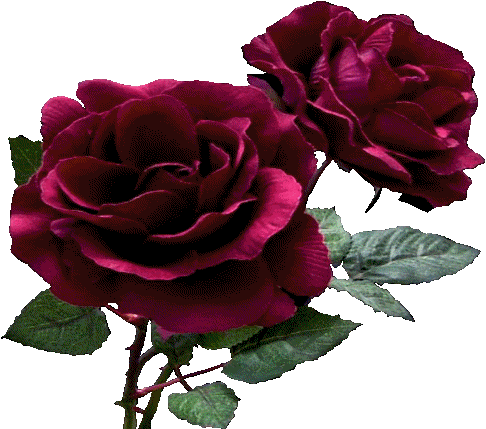 Kwiaty - Róże - SUPER RÓZE.gif