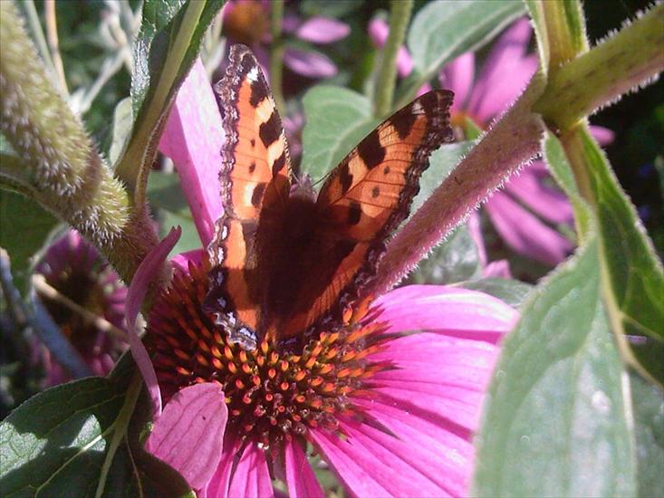 Motyle na kwiatach - M 33 Rusałka pokrzywnik.jpg