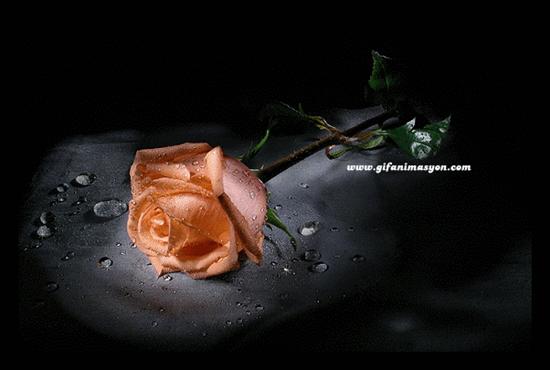 Róże -krople wody - ChomikImagee.jpg