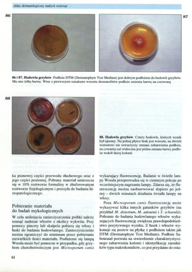 Badania labolatoryjne i patologia kliniczna - 3.44.JPG