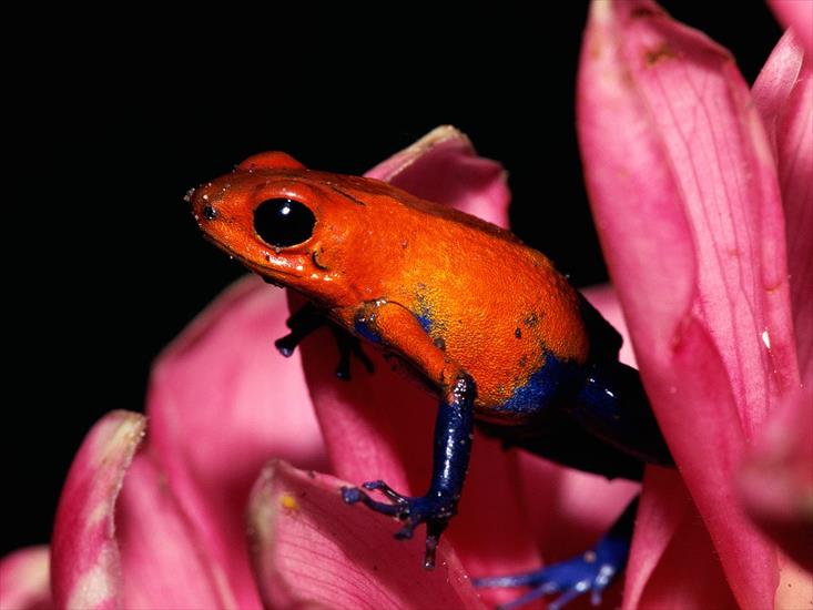 Kolorowe żaby - Frog Wallpaper 8.jpg