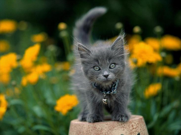 Kociaki - Gray Kitten.jpg