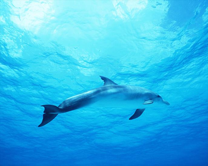 TAPETY-Zwierzęta i ryby - Dolphin 31.jpg
