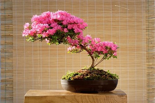 bonsai - mediumjvju1f47a2c9d339c80.jpg