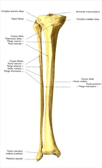 atlas - scan20-21.jpg