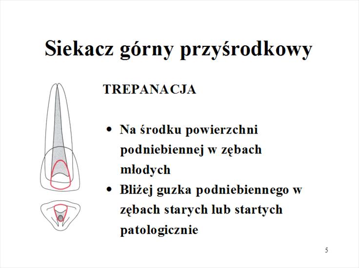 Anatomia zebów - 05.gif