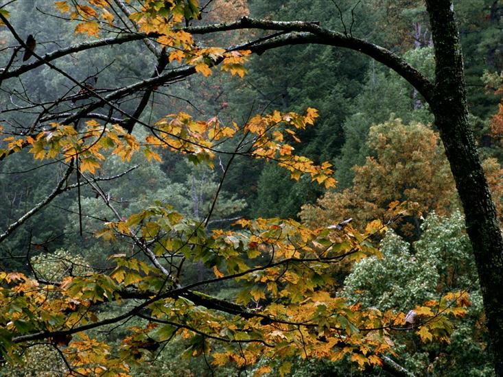 Natura v3 - Autumn Maple, Great Smoky Mountains, Tennessee.jpg
