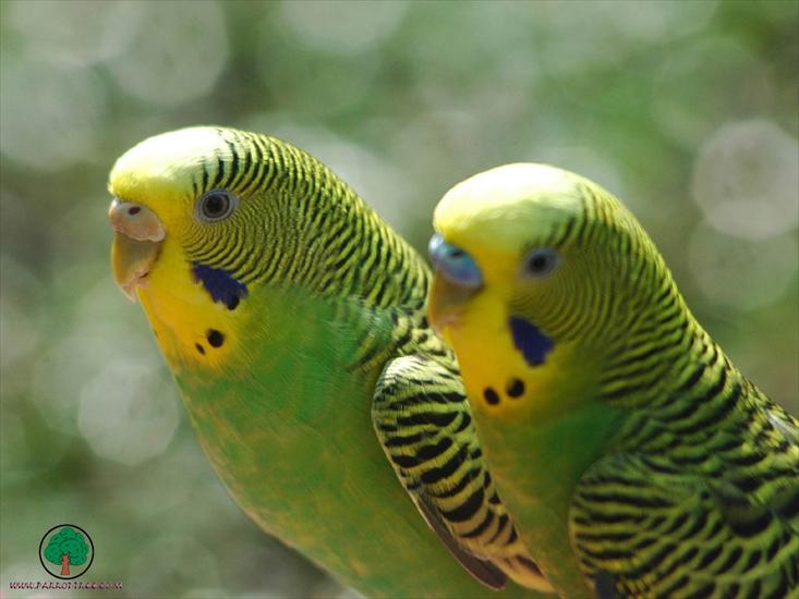 Piękne papużki - Parrots - 21.jpg
