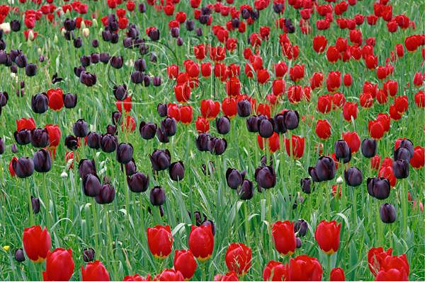 kwiaty - tulipany.jpeg