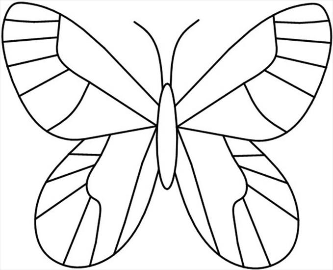 MOTYLKI I OWADY - butterfly3.jpg
