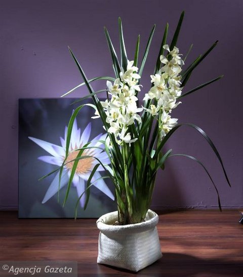 Gify-kwiaty - orchidea oswojona.jpg