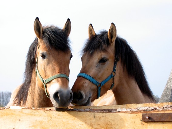 Zwierzęta - konie.jpg