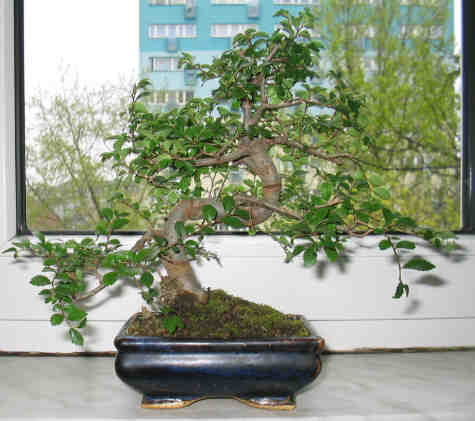 bonsaii drzewka - 22.jpg