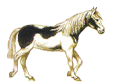 Zwierzaki - konie43.gif