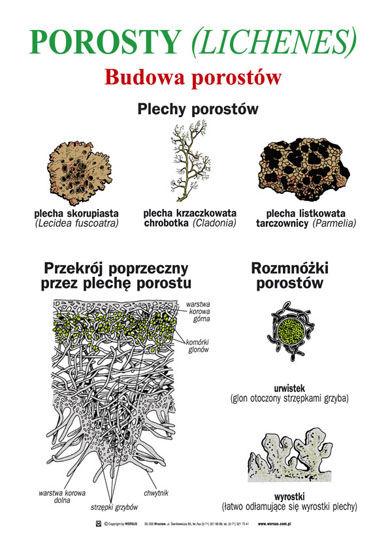 Tablice  - Porosty_Budowa_porostow.jpg