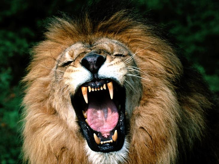 Tygrysy - Roaring, African Lion.jpg