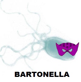 Parazytologia - bartonella.jpg