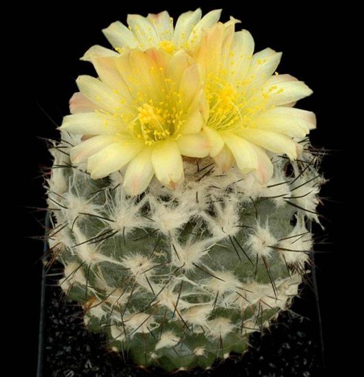 Kwitnące kaktusy - Imagen281.jpg