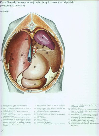 atlas anatomii-tułów - 090.jpg